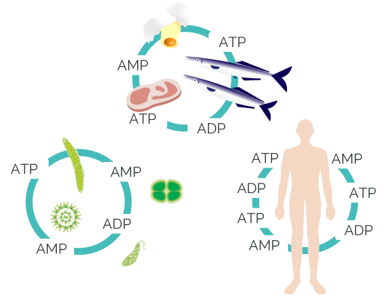 [ATP法によるATP量迅速測定検査]