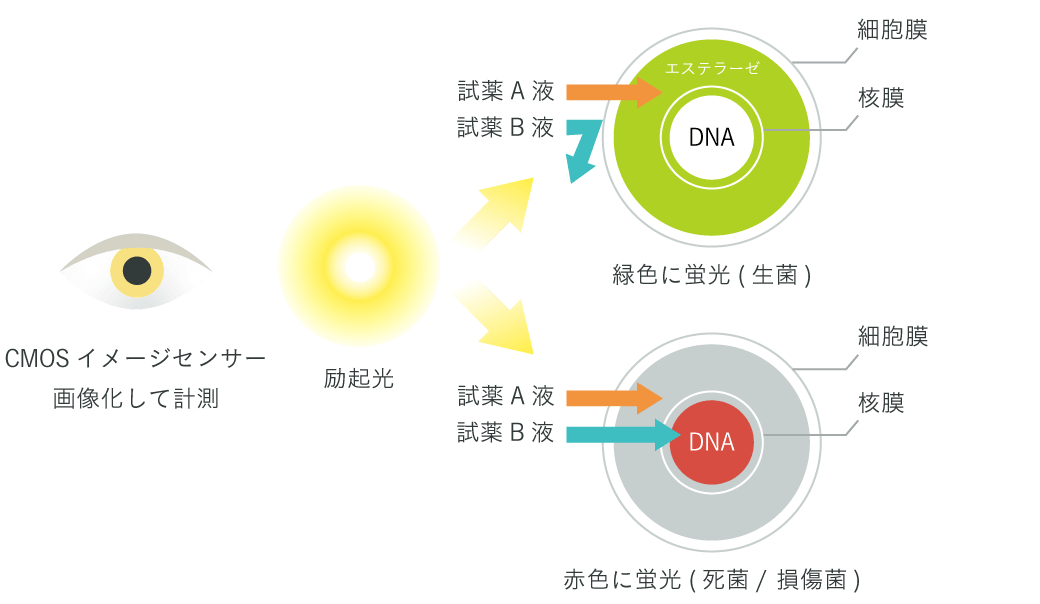 [蛍光染色MF法による全生菌数検査]