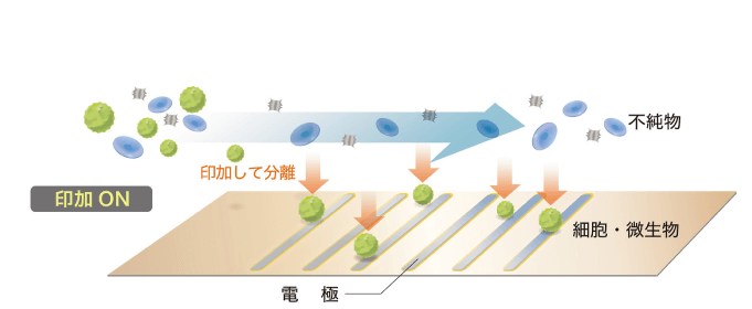 その力を利用して、誘電体(ここでは、絶縁膜があり、電解質を有するもの=細胞膜があり、細胞質を有するもの=微生物など)を電極に引き寄せて捕捉します。