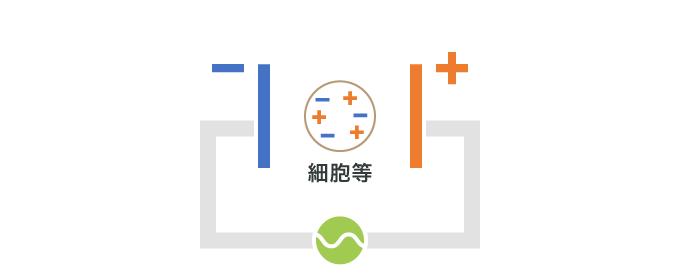 電極間に誘電体(細胞等)がある状態で交流電圧を電極に印加します。